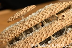 Guêpe commune (Vespula vulgaris)