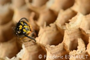 Guêpe commune (Vespula vulgaris)