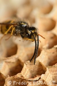 Guêpe commune (Vespula vulgaris)