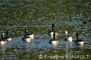 Oie à tête barrée (Anser indicus)