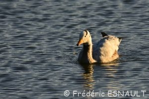 Oie à tête barrée (Anser indicus)