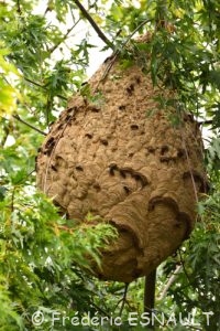 Frelons asiatiques ou Frelons à pattes jaunes (Vespa velutina)