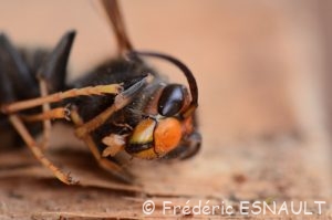 Frelons asiatiques ou Frelons à pattes jaunes (Vespa velutina)