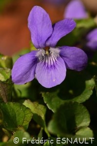 Violette odorante (Viola odorata)