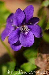 Violette odorante (Viola odorata)