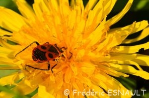 Gendarme (Pyrrhocoris apterus)