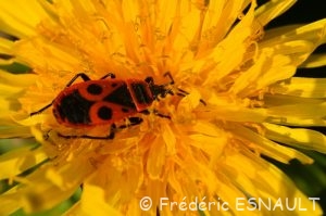 Gendarme (Pyrrhocoris apterus)