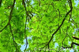 Chêne pédonculé (Quercus robur)