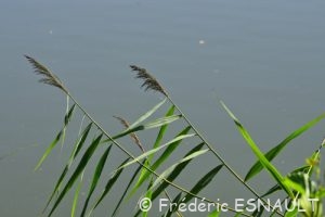 Roseau ou Roseau commun ou Roseau à balais (Phragmites australis)