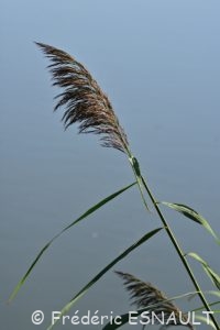 Roseau ou Roseau commun ou Roseau à balais (Phragmites australis)