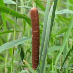 Massette à larges feuilles (Typha latifolia)
