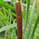 Massette à larges feuilles (Typha latifolia)