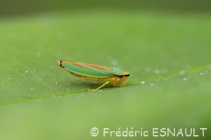Cicadelle du rhododendron (Graphocephala fennahi)