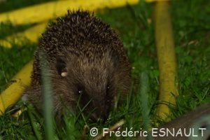 Hérisson commun (Erinaceus europaeus)