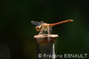 Sympétrum strié (Sympetrum striolatum)