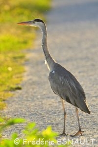 Héron cendré (Ardea cinerea)