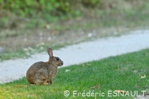 Lapin de garenne (Oryctolagus cuniculus)