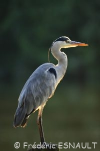 Héron cendré (Ardea cinerea)