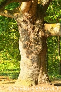 Chêne pédonculé (Quercus robur)Chêne pédonculé (Quercus robur)