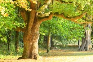 Chêne pédonculé (Quercus robur)