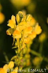 Linaire commune (Linaria vulgaris)