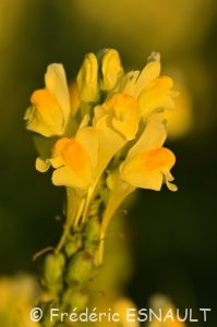 Linaire commune (Linaria vulgaris)