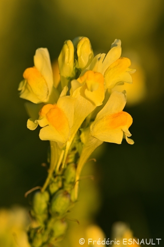 Linaire commune (Linaria vulgaris)