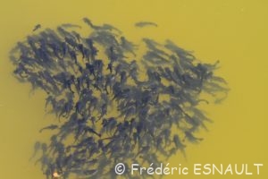 Poisson-chat commun (Ameiurus melas)