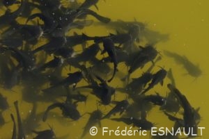 Poisson-chat commun (Ameiurus melas)