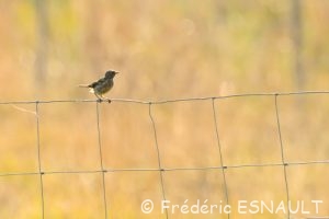Tarier pâtre juvénile (Saxicola rubicola)