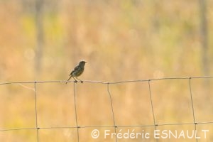 Tarier pâtre juvénile (Saxicola rubicola)