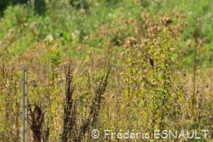 Tarier pâtre (Saxicola rubicola)