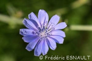 Chicorée sauvage (Cichorium intybus)