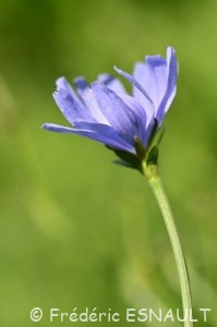 Chicorée sauvage (Cichorium intybus)