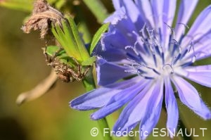 Chicorée sauvage (Cichorium intybus)