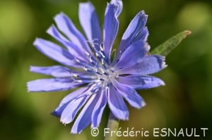 Chicorée sauvage (Cichorium intybus)