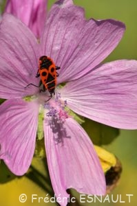 Gendarme ou Cherche-midi (Pyrrhocoris apterus) sur une Mauve musquée (Malva moschata)