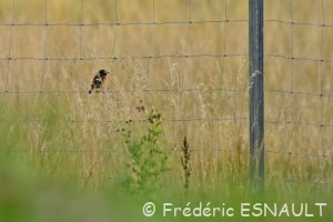 Tarier pâtre (Saxicola rubicola)