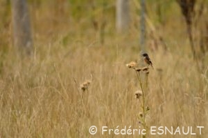 Tarier pâtre (Saxicola rubicola)