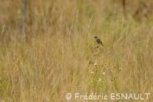 Tarier pâtre (Saxicola rubicola)