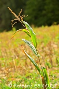 Maïs (Zea mays)