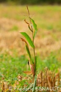 Maïs (Zea mays)