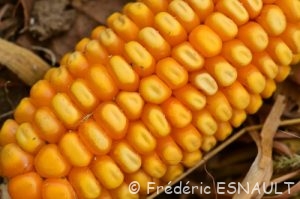 Maïs (Zea mays)