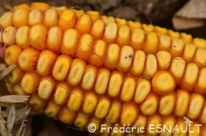 Maïs (Zea mays)