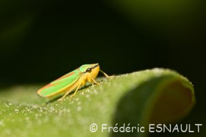 Cicadelle du Rhododendron (Graphocephala fennahi)