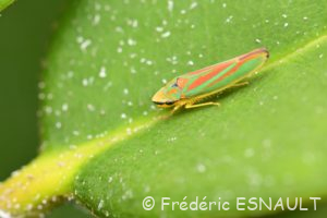 Cicadelle du Rhododendron (Graphocephala fennahi)