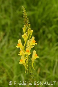 Linaire commune (Linaria vulgaris)