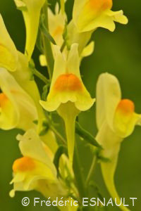 Linaire commune (Linaria vulgaris)