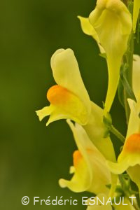 Linaire commune (Linaria vulgaris)