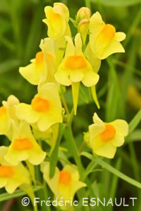 Linaire commune (Linaria vulgaris)